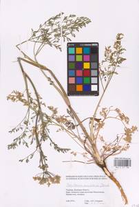 Astrodaucus orientalis (L.) Drude, Eastern Europe, South Ukrainian region (E12) (Ukraine)