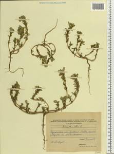 Amaranthus albus L., Eastern Europe, South Ukrainian region (E12) (Ukraine)