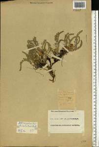 Astragalus testiculatus Pall., Eastern Europe, Eastern region (E10) (Russia)
