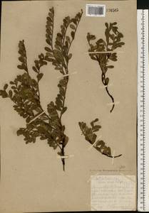 Arctostaphylos uva-ursi (L.) Spreng., Eastern Europe, Northern region (E1) (Russia)