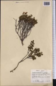 Kalmia buxifolia (Bergius) Gift & Kron, America (AMER) (United States)