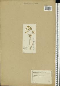 Eremogone longifolia (M. Bieb.) Fenzl, Eastern Europe, Central forest-and-steppe region (E6) (Russia)