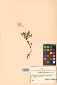 Geum pentapetalum (L.) Makino, Siberia, Russian Far East (S6) (Russia)