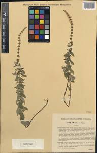 Mentha longifolia subsp. longifolia, South Asia, South Asia (Asia outside ex-Soviet states and Mongolia) (ASIA) (Philippines)