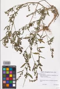 Atriplex oblongifolia Waldst. & Kit., Eastern Europe, Central region (E4) (Russia)