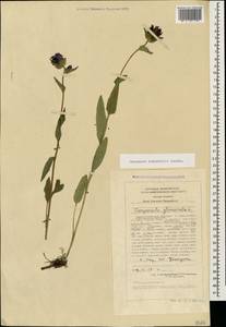 Campanula glomerata subsp. caucasica (Trautv.) Ogan., Caucasus, Stavropol Krai, Karachay-Cherkessia & Kabardino-Balkaria (K1b) (Russia)