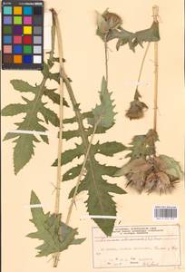 Cirsium oleraceum (L.) Scop., Eastern Europe, Moscow region (E4a) (Russia)