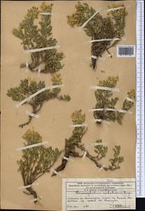 Dracocephalum nodulosum Rupr., Middle Asia, Western Tian Shan & Karatau (M3) (Kazakhstan)