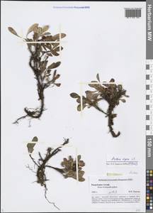 Arctostaphylos alpinus (L.) Spreng., Siberia, Altai & Sayany Mountains (S2) (Russia)