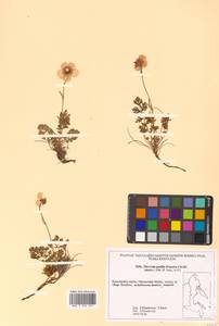 Geum selinifolium (Fisch. ex F. Schmidt) Hultén, Siberia, Chukotka & Kamchatka (S7) (Russia)