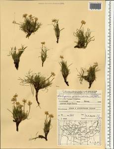 Arctogeron gramineum (L.) DC., Mongolia (MONG) (Mongolia)