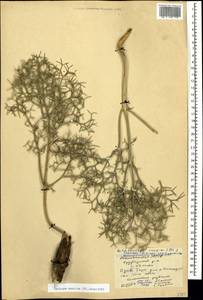 Bilacunaria caspica (DC.) Pimenov & V.N.Tikhom., Caucasus, Azerbaijan (K6) (Azerbaijan)