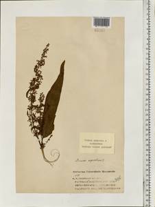 Rumex aquaticus L., Eastern Europe, Volga-Kama region (E7) (Russia)