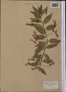 Lobelia laxiflora subsp. laxiflora, America (AMER) (Not classified)