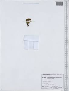 Ranunculus nivalis L., Siberia, Central Siberia (S3) (Russia)