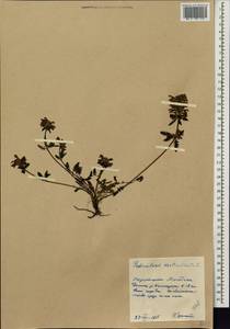 Pedicularis verticillata L., Siberia, Chukotka & Kamchatka (S7) (Russia)