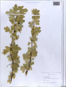 Ribes aureum Pursh, Eastern Europe, Middle Volga region (E8) (Russia)