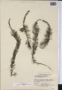 Myriophyllum verticillatum L., America (AMER) (Canada)