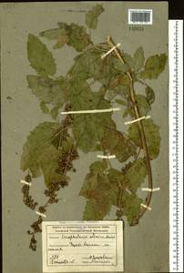 Scrophularia altaica Murray, Siberia, Altai & Sayany Mountains (S2) (Russia)