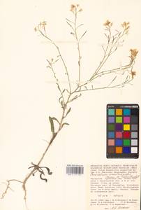Guenthera persica subsp. persica, Eastern Europe, Lower Volga region (E9) (Russia)
