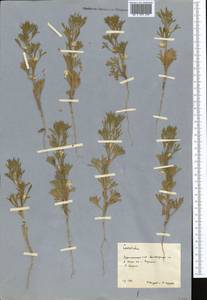 Delphinium, Middle Asia, Karakum (M6) (Turkmenistan)