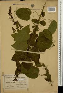 Stachys sylvatica L., Caucasus, Azerbaijan (K6) (Azerbaijan)