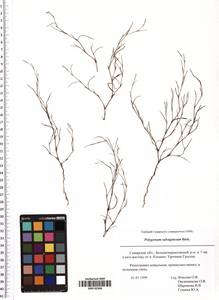 Polygonum salsugineum M. Bieb., Eastern Europe, Middle Volga region (E8) (Russia)