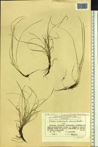 Carex caryophyllea var. microtricha (Franch.) Kük., Siberia, Chukotka & Kamchatka (S7) (Russia)