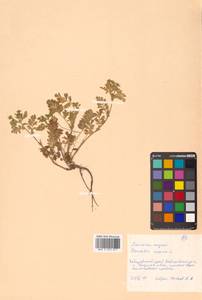 Potentilla supina L., Siberia, Russian Far East (S6) (Russia)