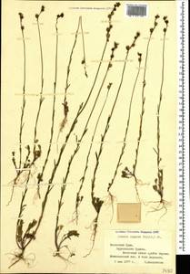 Linaria simplex (Willd.) DC., Crimea (KRYM) (Russia)