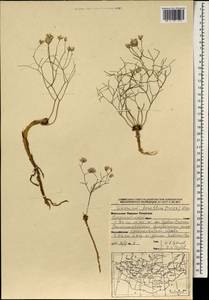 Limonium tenellum (Turcz.) Kuntze, Mongolia (MONG) (Mongolia)