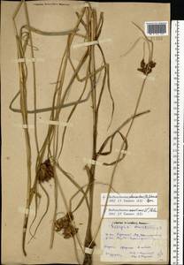 Bolboschoenus planiculmis (F.Schmidt) T.V.Egorova, Eastern Europe, Rostov Oblast (E12a) (Russia)