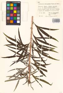 Artemisia selengensis Turcz. ex Besser, Eastern Europe, Belarus (E3a) (Belarus)