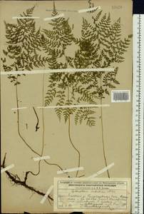 Cystopteris sudetica A.Braun & Milde, Eastern Europe, Volga-Kama region (E7) (Russia)