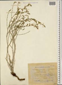 Lactuca orientalis subsp. orientalis, Caucasus, Armenia (K5) (Armenia)