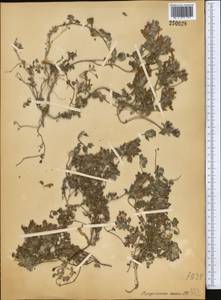 Scutellaria physocalyx Regel & Schmalh., Middle Asia, Pamir & Pamiro-Alai (M2)