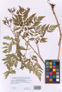 Chaerophyllum aureum L., Eastern Europe, Moscow region (E4a) (Russia)
