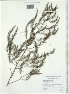 Asparagus officinalis L., Western Europe (EUR) (Germany)