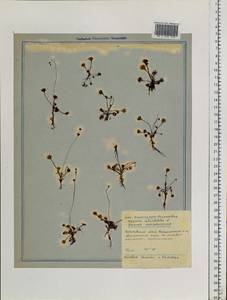 Drosera rotundifolia L., Siberia, Russian Far East (S6) (Russia)