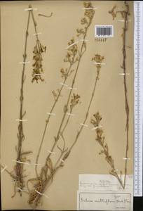 Silene multiflora (Ehrh.) Pers., Middle Asia, Muyunkumy, Balkhash & Betpak-Dala (M9) (Kazakhstan)