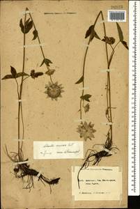 Astrantia maxima Pall., Caucasus, Krasnodar Krai & Adygea (K1a) (Russia)