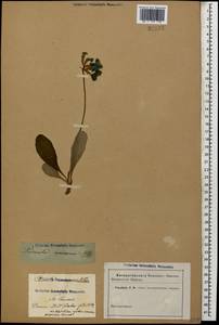 Primula amoena M. Bieb., Caucasus (no precise locality) (K0)