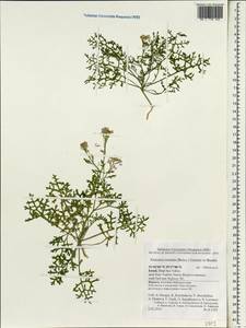 Erucaria rostrata (Boiss.) A.W. Hill ex Greuter & Burdet, South Asia, South Asia (Asia outside ex-Soviet states and Mongolia) (ASIA) (Israel)