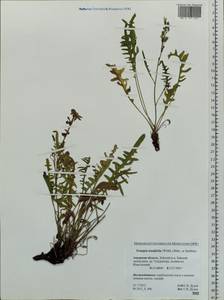 Crepidiastrum tenuifolium (Willd.) Sennikov, Siberia, Russian Far East (S6) (Russia)