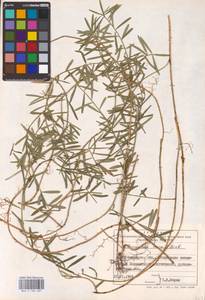 Euonymus nanus M. Bieb., Eastern Europe, South Ukrainian region (E12) (Ukraine)