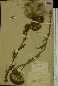 Cirsium vulgare (Savi) Ten., Siberia, Western (Kazakhstan) Altai Mountains (S2a) (Kazakhstan)