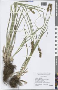 Carex vulpina L., Eastern Europe, Central region (E4) (Russia)