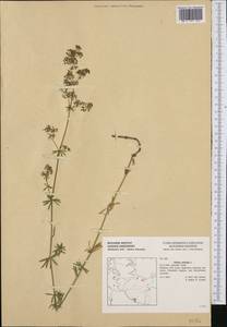 Galium mollugo L., Western Europe (EUR) (Germany)