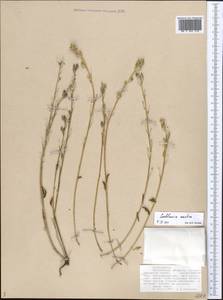 Cochlearia groenlandica L., Eastern Europe, Northern region (E1) (Russia)