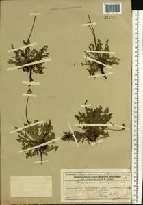 Taraxacum erythrospermum Andrz. ex Besser, Eastern Europe, Volga-Kama region (E7) (Russia)